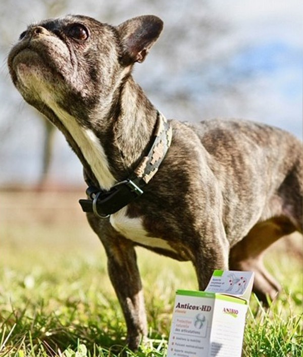 ANIBIO - Protection naturelle des articulations qrsecurite animal