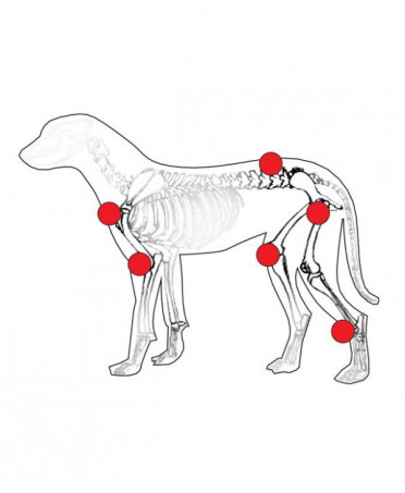 ANIBIO - Protection naturelle des articulations qrsecurite animal