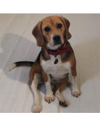 Boutique chien à Vésenaz – Natura Equidog